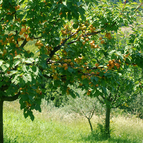 杏樹基地 杏樹基地